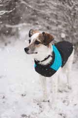 Young dog walking in a snowy park. Instagram style photo.