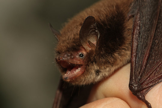 Daubentons bat held in a hand. A close up picture of a rare nocturnal mammal in a human care. 