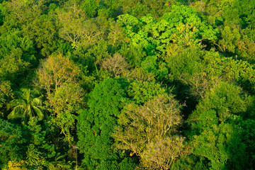 Fototapeta na wymiar Forest and tree from the top view