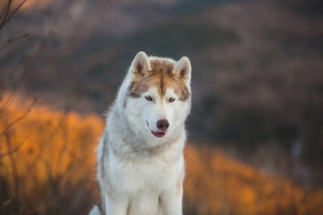 Beautiful Siberian Husky dog sitting on the snow in the winter forest at sunset on mountain background.