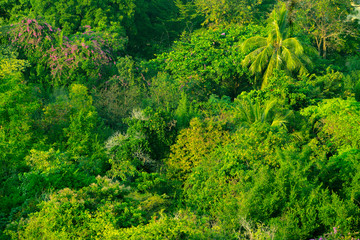 Forest and tree from the top view