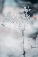 Close up of frozen beauty of nature in winter time. Vertical type of photo.