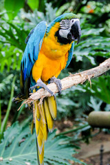 ave guacamaya