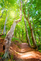 Sunshine in an old beech forest