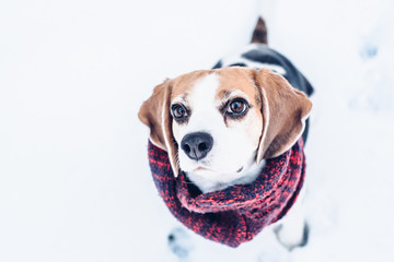 Cute beagle dog in scarf sitting in snow looking up