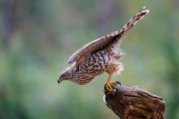 Juvenile northern goshawk ready for take off on a rainy day in the forest- Netherlands