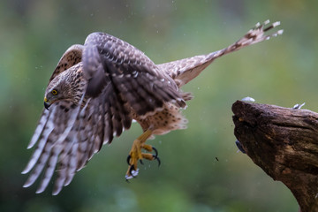 Juvenile northern goshawk flying on a rainy day in the forest- Netherlands
