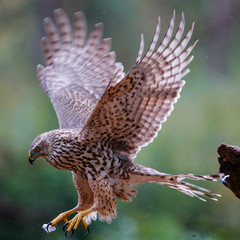 Obraz premium Juvenile northern goshawk flying on a rainy day in the forest- Netherlands