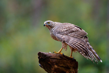 Juvenile northern goshawk on a rainy day in the forest- Netherlands