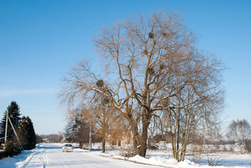 Winter Road Tree