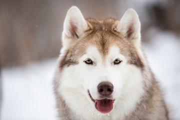 Happy and free Siberian Husky dog sitting on the snow in the dark forest in winter