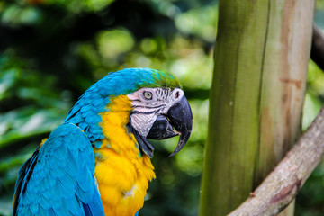 Ave Guacamaya 