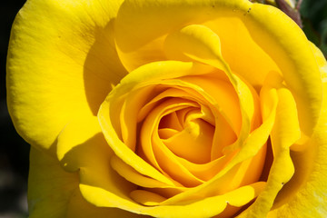 Closeup of a yellow rose