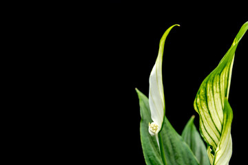 Plant with white flowers on black background