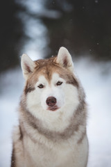 Cute and happy Siberian Husky dog sitting on the snow in the forest in winter