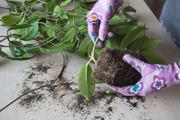 Transplantation of houseplants. The roots of healthy hoya vines.
