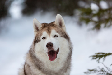 Beautiful and happy Siberian Husky dog sitting on the snow in the forest in winter