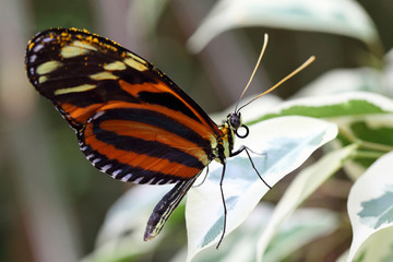 Goldener Hekale Heliconius hecale © digidias