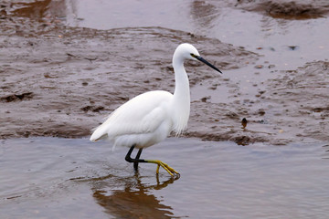 A Little Egret standing one one leg in a pool on a marshland reserve