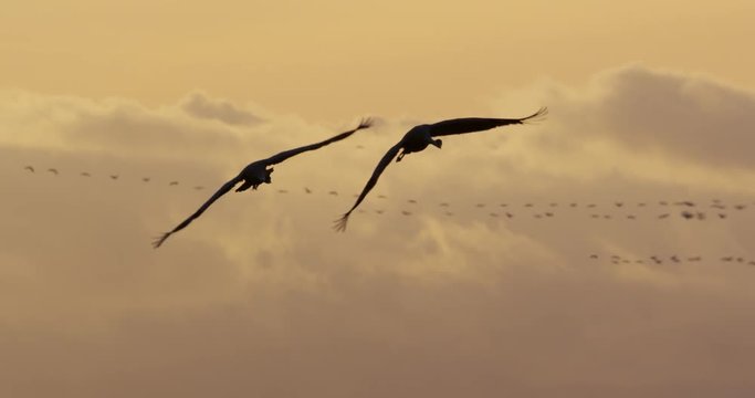 common cranes in autumn - vorpommern, Germany