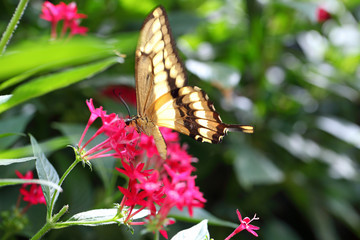Koenigspage Papilio thoas © digidias