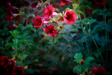 Grupo de flores rojas 