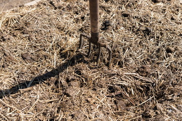 Garden pitchfork stuck in a bed of manure during spring work in the garden.