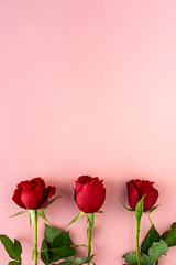 red roses with pink background