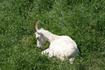 Obraz premium wildlife