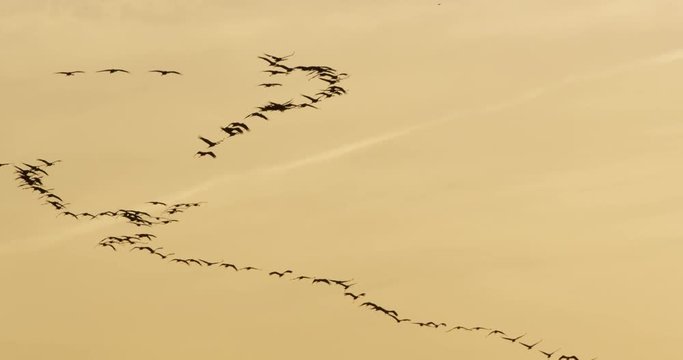common cranes in autumn - vorpommern, Germany
