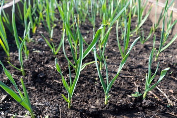 Vegetable bed with shoots of winter garlic in the garden, early summer.