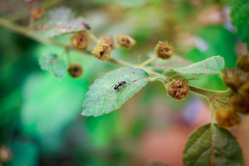Hormiga sobre hoja verde