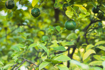 Limones verdes maduros