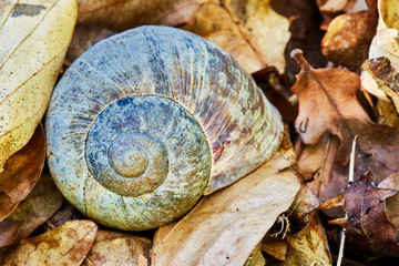 Verlassenes Schneckenhaus zwischen Laub versteckt