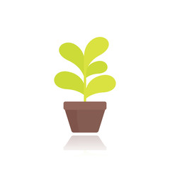 plant in pot in flat style