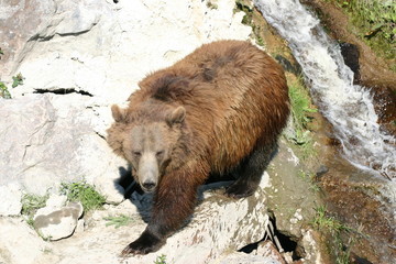 wildlife