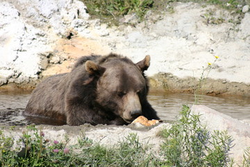 wildlife