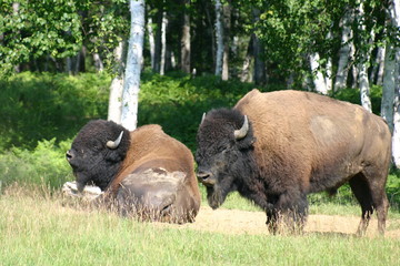 wildlife