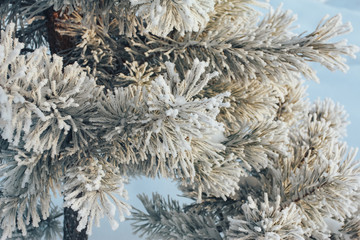Hoarfrost on winter fir tree. Nature concept. Snow, park, outdoors, cold weather, close-up