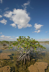 Dwarf Mangrove Trees of Everglades National Park, Florida, standing in deep, clear water after heavy autumn rains.