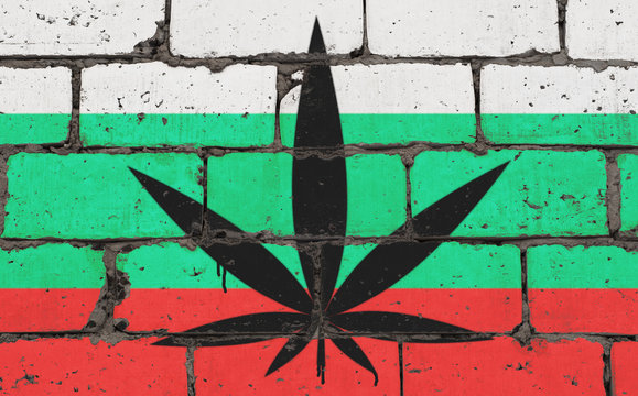 Graffiti street art spray drawing on stencil. Cannabis leaf on brick wall with flag Bulgaria