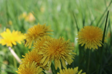 dandelion in grass