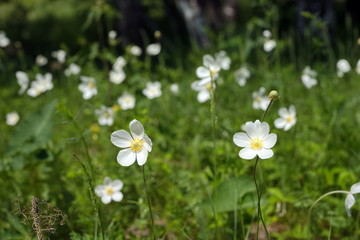 Flowers of white Anemones (Anemone nemorosa) grow on sammer meadow.