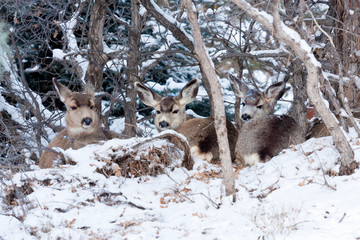 Mule Deer in Snow
