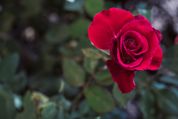 Red rose the symbol of love and valentine