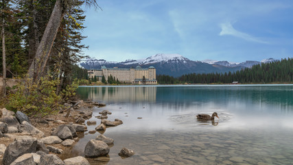 Swimming duck in Lake Louise under blue sky ,Canada