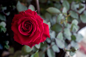 Red rose the symbol of love and valentine