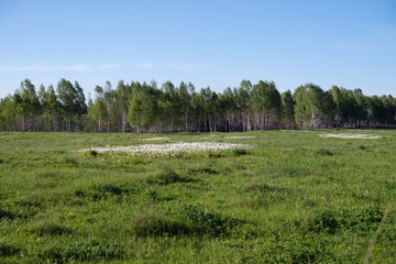 Flowers of white Anemones (Anemone nemorosa) grow on sammer meadow in the background of the forest.