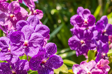 Purple orchid, Vanda.