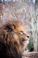 Portrait de lion